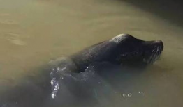 海狮视频,海洋萌宝的趣味瞬间